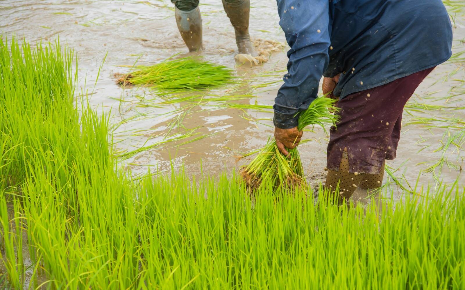 blog-rice-two-workers blog-rice-two-workers