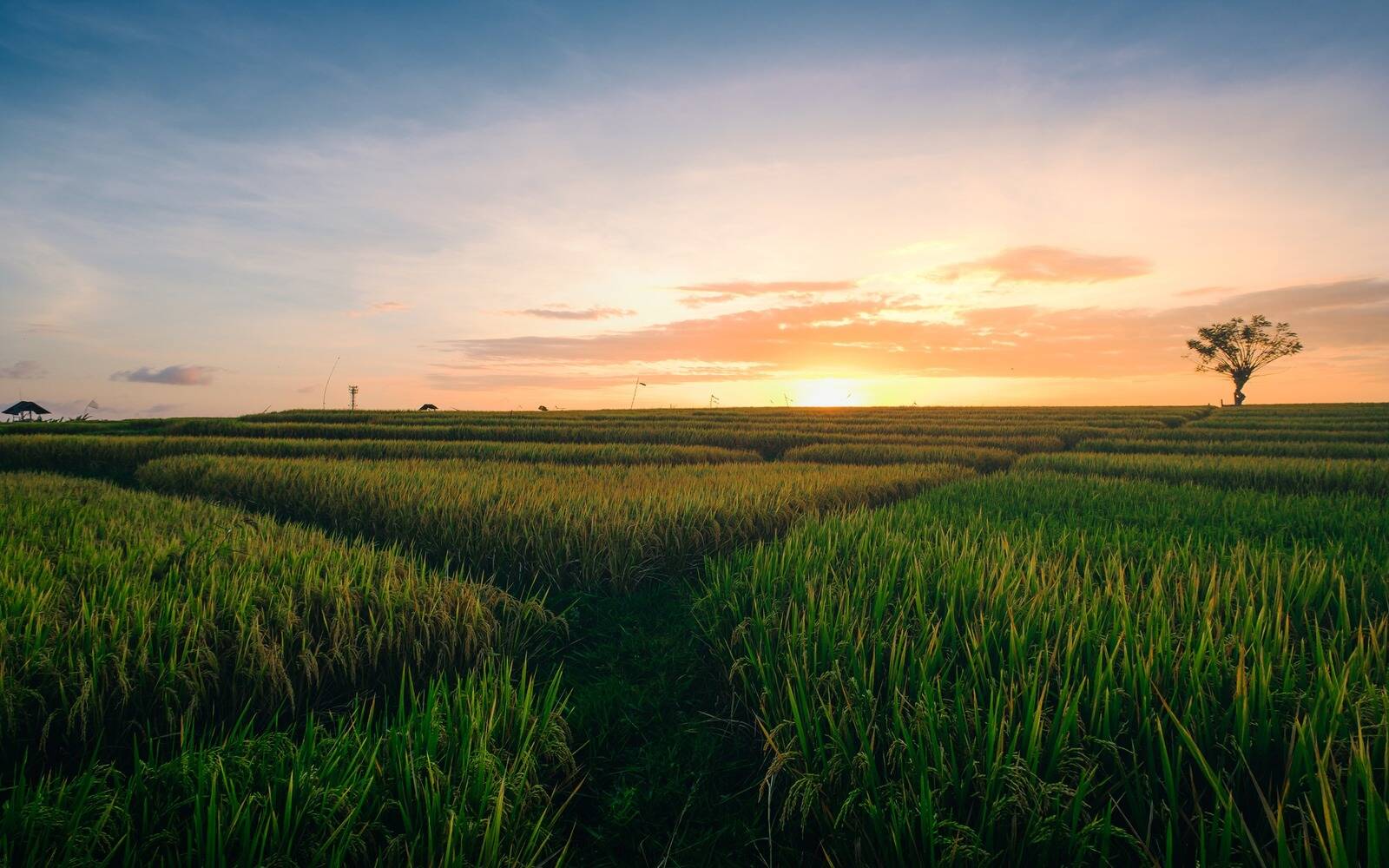blog-rice-wide-landscape blog-rice-wide-landscape
