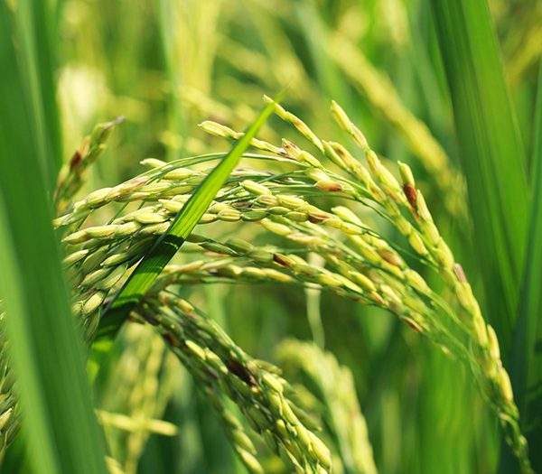 کشت دوم برنج، طلای پاییزی شالیزارها