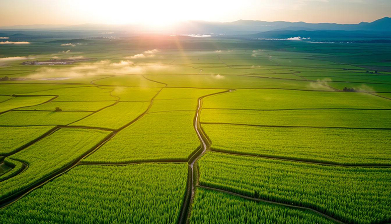 کشت دوم برنج؛ طلای پاییزی شالیزارها