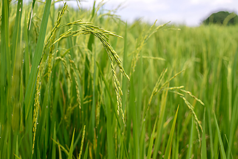 کشت دوم برنج؛ طلای پاییزی شالیزارها